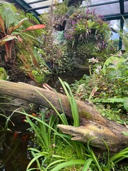 tropical garden with palm trees, lush tropical greenhouse with plants and pond, botanical paradise