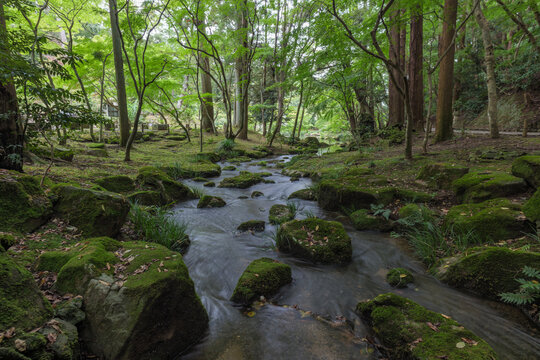 View of a gentle stream flowing over moss-covered rocks through a lush green forest, its tranquil waters reflecting the surrounding trees, Narita, Chiba, Japan.