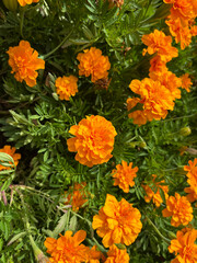 Orange Marigolds in Sunlight