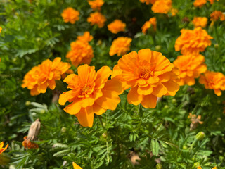 Orange Marigold Flowers in Sunlight