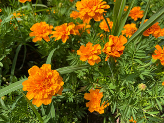 Close-up of bright orange marigold flowers in sunlight