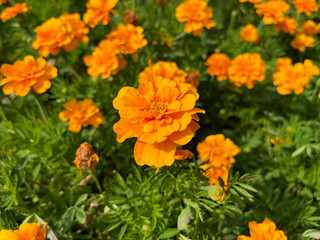 Orange Marigolds in Garden