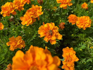 Bee on an orange marigold flower