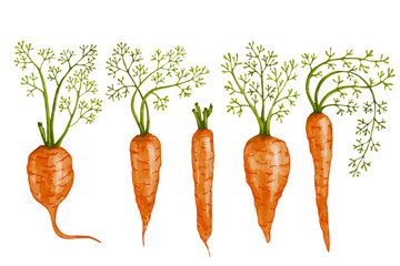 A set of healthy vegetables, carrot roots. Vector graphics.