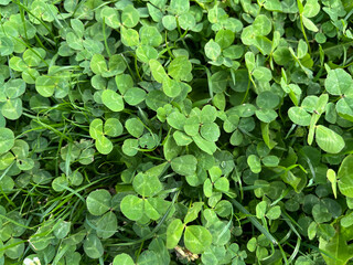Clover patch with green grass