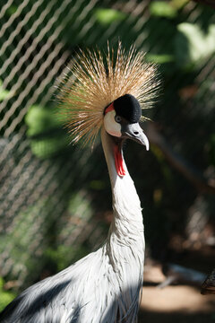 View of a majestic grey crowned crane flaunting its golden, spiky crown against a blurred backdrop of green foliage and wire mesh, Denver, Colorado, United States.