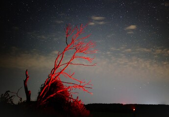 The starry sky against the background of a single tree in a field. Astrophoto