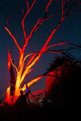 The starry sky against the background of a single tree in a field. Astrophoto