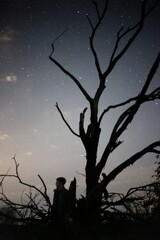 The starry sky against the background of a single tree in a field. Astrophoto