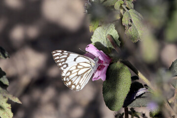 Pioneer white, Belenois aurota