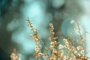 View of sunlit desert flora, with delicate white blooms and slender stems reaching towards a soft, out-of-focus sky, creating a serene contrast, Dubai, Dubai, United Arab Emirates.