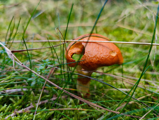 A small orange mushroom in the grass with a hole in it