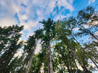 Obraz premium A group of tall trees in a forest under a blue sky with clouds