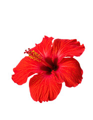 Vibrant red hibiscus flower with prominent stamens, petals detail, against stark black background