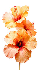 Vibrant close-up of three hibiscus blossoms with a range of orange and yellow hues, isolated
