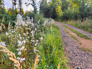 Obraz premium A dirt road in the middle of a grassy field with tall grass and flowers