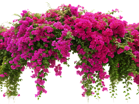 rendered image of a blooming vine bougainvillea isolated on white or transparent background, cutout, PNG, generated AI
