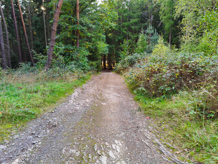 Fototapeta premium A dirt road in the middle of a wooded area