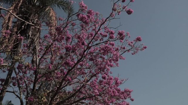 pink ipe tree in bloom in the blue summer sky