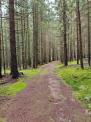 A dirt path in the middle of a forest with tall pine trees