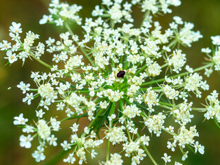 Queen Anne's Lace Wildflower (Daucus carota) Queen Anne's Lace, one of the common names for wild carrots, is a white wildflower.