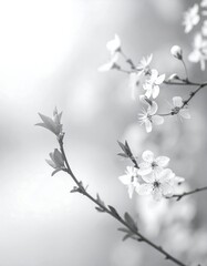 Delicate grayscale blossoms on branches