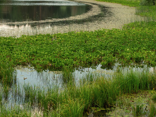 View of a small lake and reeds on a high mountaintop. Karagol, Kızılcahamam, Ankara