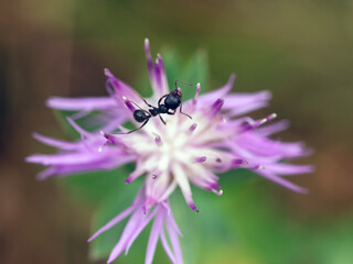 Ant crawling on a purple wildflower, macro, close-up.