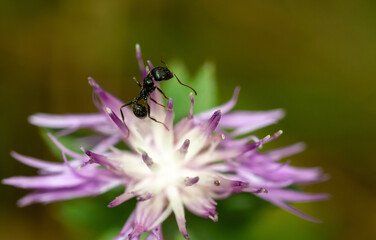 Ant crawling on a purple wildflower, macro, close-up.