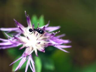 Ant crawling on a purple wildflower, macro, close-up.