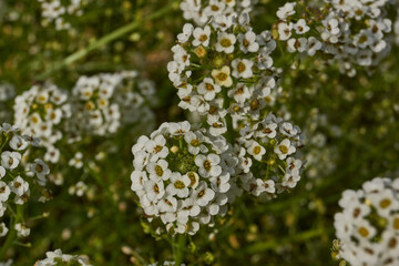 Close-up of blooming alyssum with small white and lilac flowers against green background. Fragrant blossoms and cozy garden atmosphere. Fragrant alyssum flowers against green background.