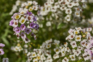 Close-up of blooming alyssum with small white and lilac flowers against green background. Fragrant blossoms and cozy garden atmosphere. Fragrant alyssum flowers against green background.