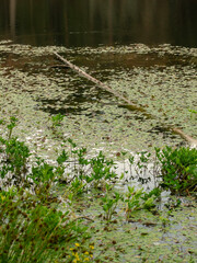Reflection of a tree, moss, stone, and sky in the water of a lake