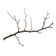 Isolated, textured tree branch with small offshoots, set against a stark, black background