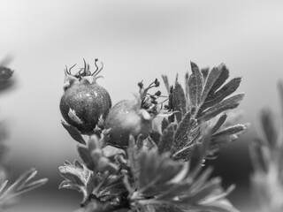 Rosehip plant, mountain rose, macro, close up.