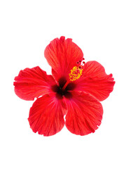 A vibrant red hibiscus flower with a yellow center, isolated against a black background