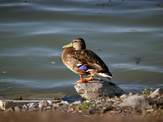 Small brown mallard with purple feathers on its wing, in a lake © Hatice