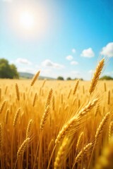 Golden Wheat Field Swaying in Summer Breeze, Sunny Landscape, Idyllic Rural Scene, Travel Photography