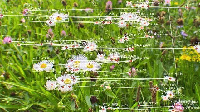Computer Vision with Object Recognition Scanner Overlay. Big Data. CCTV AI Interface Scanning. Blob Tracking Lines, Coordinates, Bounding Boxes. Plexus style connections. Flower Meadow