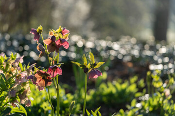 Fototapeta premium Helleborus blooming on a summer morning
