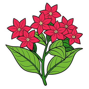 Red flower illustration of pentas lanceolata plant with green leaves stock vector artwork