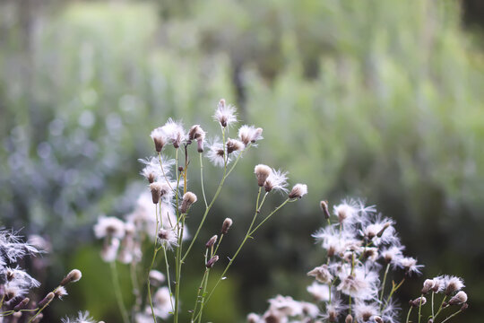 Fluffy thistle seeds in warm sunset light. Summer nature details.
