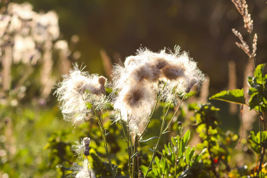 Fluffy thistle seeds in warm sunset light. Summer nature details.