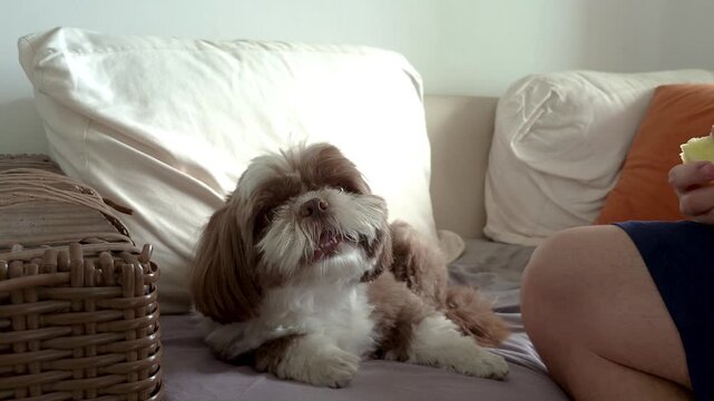 4 year old shih tzu dog on the sofa and man giving him small pieces of apple.