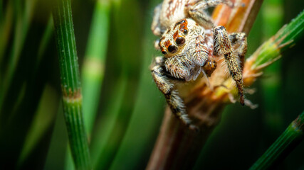 jumping spider close up