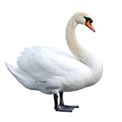 Elegant white swan, profile view