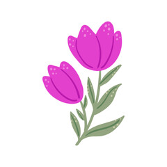Two vibrant pink tulips blooming on a stem with green leaves, isolated on white background, spring floral illustration