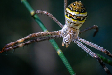 spider on a leaf
