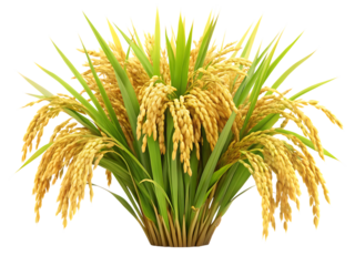 ripe paddy isolated on white or transparent background, cutout, PNG, generated AI
