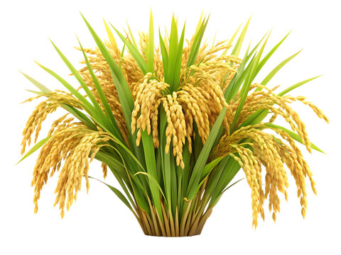 ripe paddy isolated on white or transparent background, cutout, PNG, generated AI